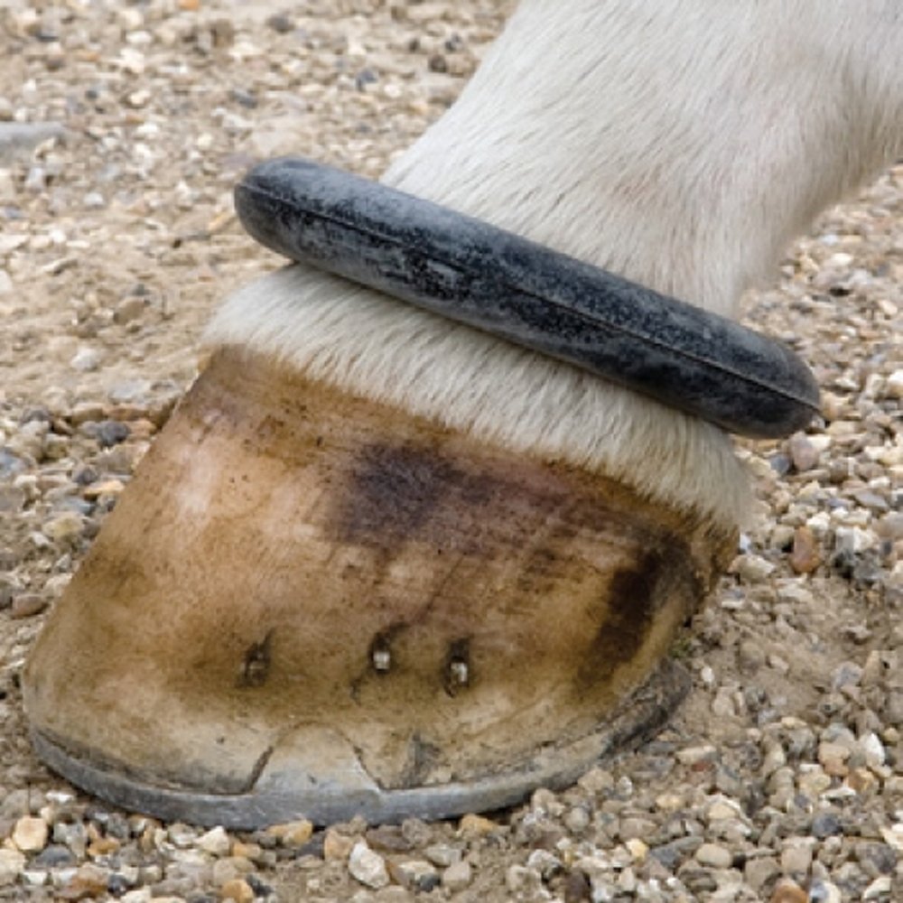 Fetlock 2025 rings horses