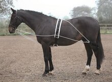 Shires Lunging Aid